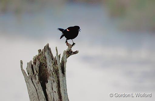 Red-winged Blackbird_00705.jpg - Perched on a dead tree trunk beside the Jock River.Photographed near Carleton Place, Ontario, Canada.